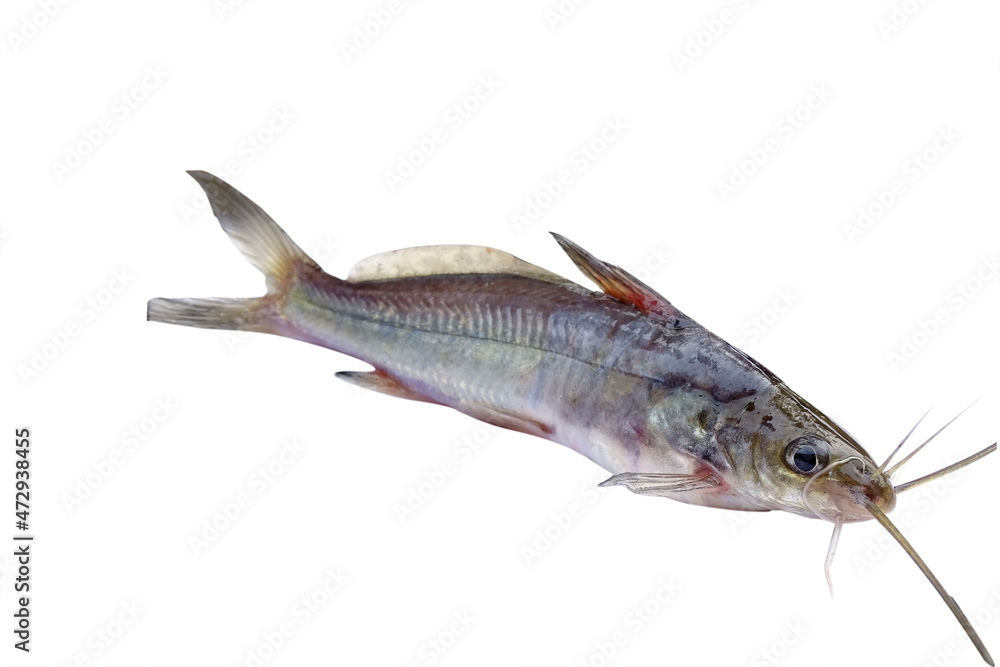 TENGRA BD 500G  X12=6KG